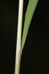 Andropogon distachyos