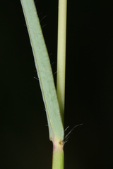 Andropogon distachyos