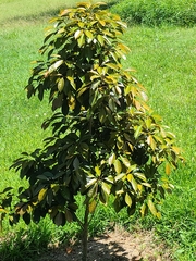 Elaeocarpus eumundii