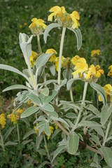 Phlomis grandiflora