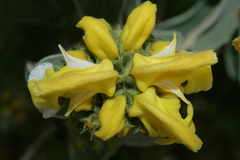 Phlomis grandiflora