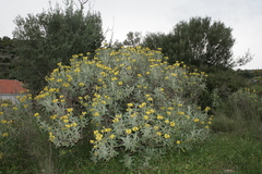 Phlomis grandiflora
