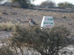 Tockus damarensis