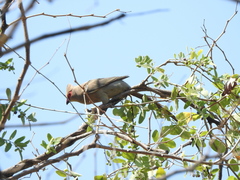 Urocolius indicus transvaalensis