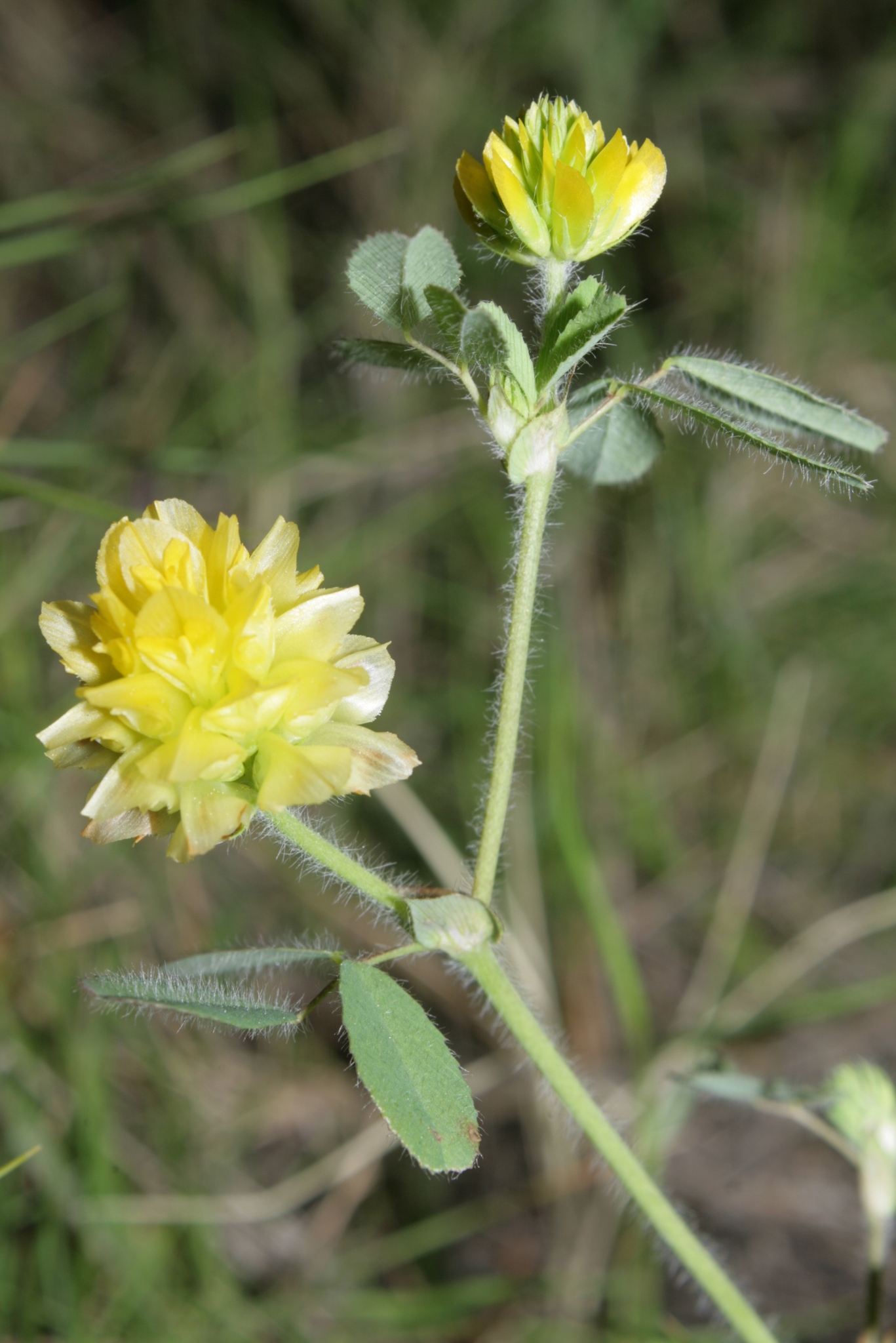 Trifolium boissieri