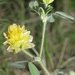 Trifolium boissieri - Photo (c) Errol Véla, alguns direitos reservados (CC BY-NC), uploaded by Errol Véla