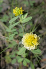 Trifolium boissieri