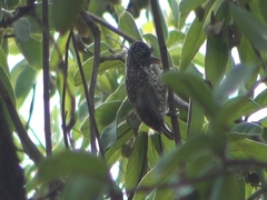 Picumnus albosquamatus