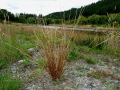 Carex buchananii