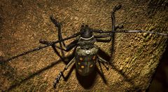 Batocera frenchi