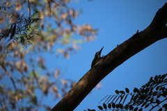 Chrysocolaptes festivus