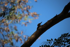 Chrysocolaptes festivus