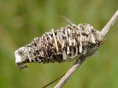 Phalacropterix graslinella