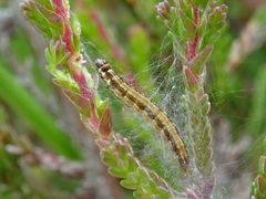 Aristotelia ericinella