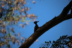Chrysocolaptes festivus