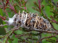 Phalacropterix graslinella
