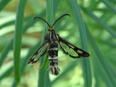 Chamaesphecia empiformis