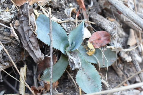 Agave pablocarrilloi
