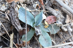 Agave pablocarrilloi
