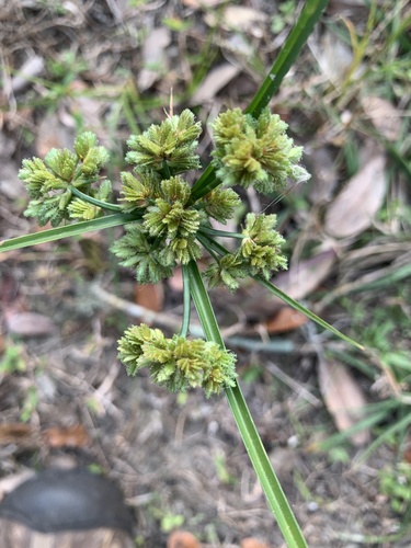 Cyperus eragrostis image