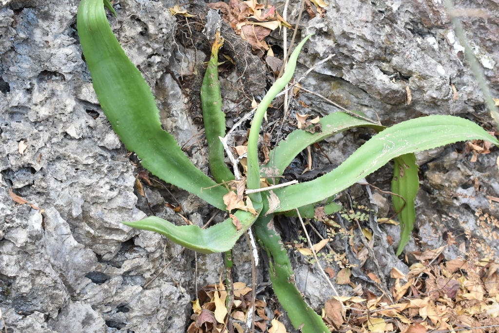 Agave andreae, Michoacán, MX
