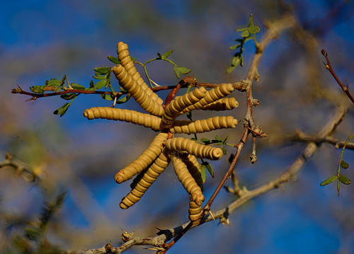 Prosopis pubescens Benth.