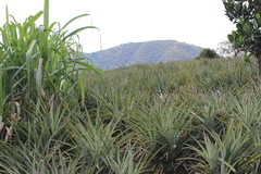 Ananas comosus