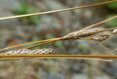 Carex buchananii
