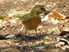 Chlorocichla flaviventris