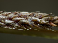 Carex buchananii