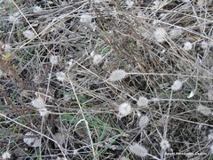 Trifolium angustifolium