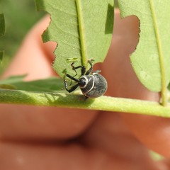 Rhyssomatus marginatus