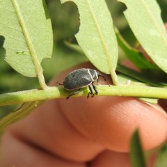 Rhyssomatus marginatus