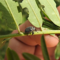 Rhyssomatus marginatus