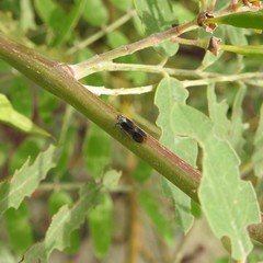 Melanoliarus dimidiatus
