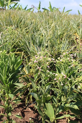 Cultivated tobacco