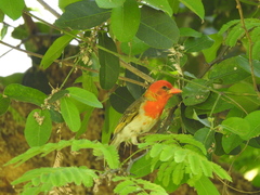 Anaplectes rubriceps