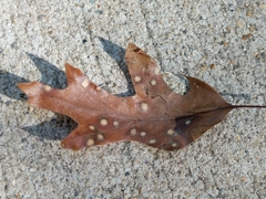 Quercus