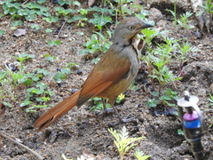 Cichladusa arquata