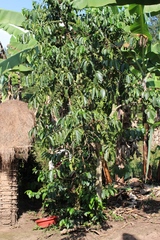 Coffeeae