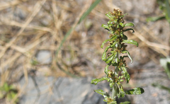 Gamochaeta axillaris