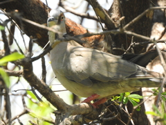 Streptopelia decipiens