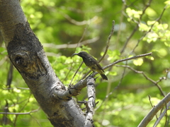 Chalcomitra senegalensis gutturalis