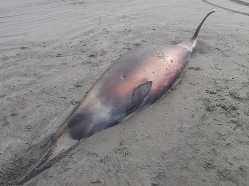 ミナミオウギハクジラ