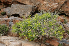 Euphorbia acanthothamnos