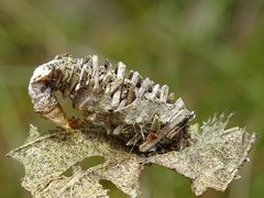 Phalacropterix graslinella