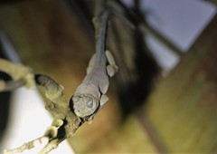 Anolis aeneus