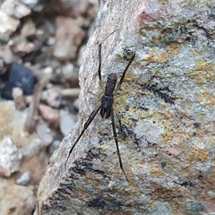 Episinus truncatus