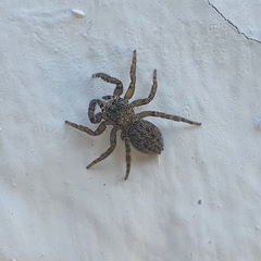 Euophrys