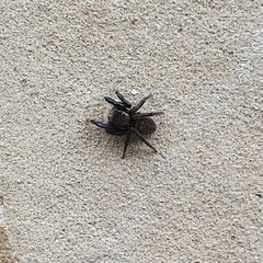 Euophrys